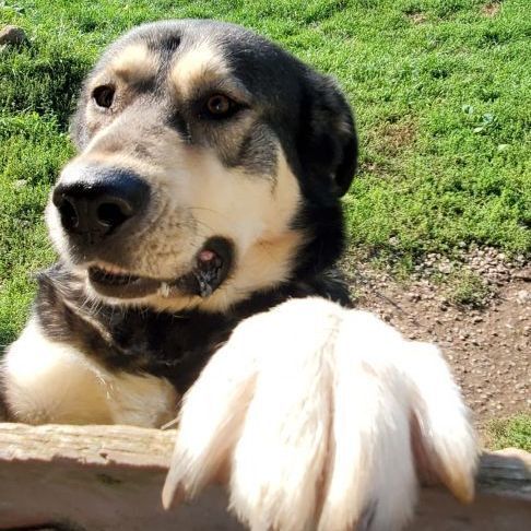 Bella, an adoptable Alaskan Malamute, German Shepherd Dog in Lakefield, ON, K0L 2H0 | Photo Image 1