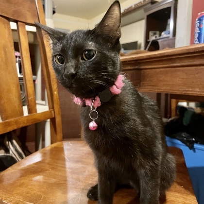 Ebony, an adoptable Domestic Short Hair in Fort Worth, TX, 76102 | Photo Image 1