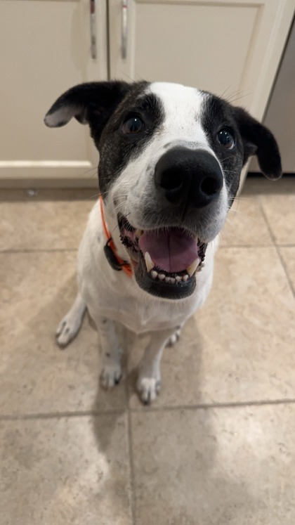 Louise, an adoptable Retriever, Mixed Breed in Fort Worth, TX, 76102 | Photo Image 1