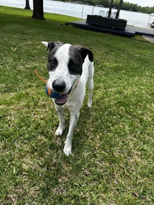 Louise, an adoptable Retriever, Mixed Breed in Fort Worth, TX, 76102 | Photo Image 6