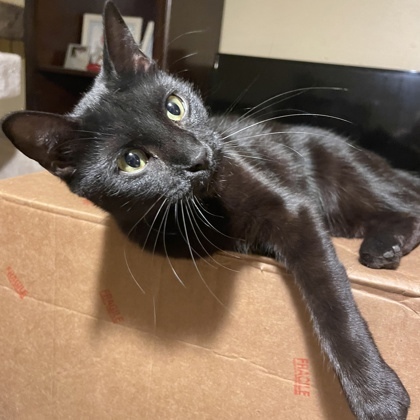 Glacier, an adoptable Domestic Short Hair in Fort Worth, TX, 76102 | Photo Image 1