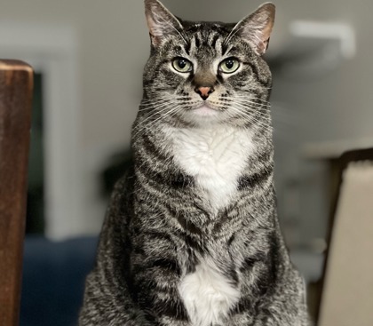 Sr. Handsome, an adoptable Domestic Short Hair in Fort Worth, TX, 76102 | Photo Image 2