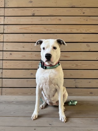 Francine, an adoptable Retriever, Mixed Breed in Fort Worth, TX, 76102 | Photo Image 1