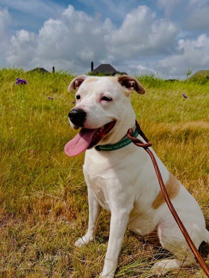 Francine, an adoptable Retriever, Mixed Breed in Fort Worth, TX, 76102 | Photo Image 2