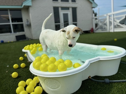 Francine, an adoptable Retriever, Mixed Breed in Fort Worth, TX, 76102 | Photo Image 5