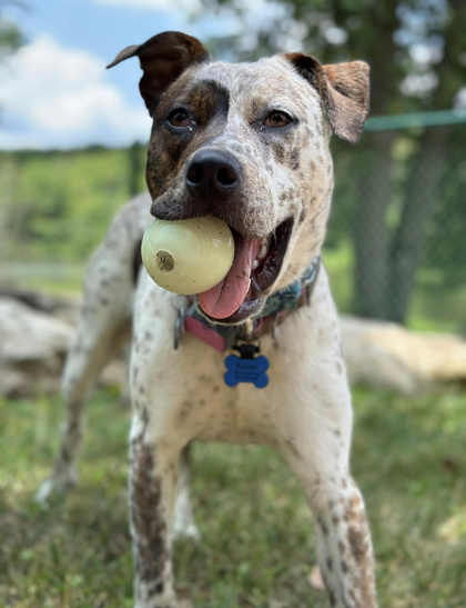 Kellan, an adoptable Mixed Breed in Kansas City, MO, 64129 | Photo Image 1