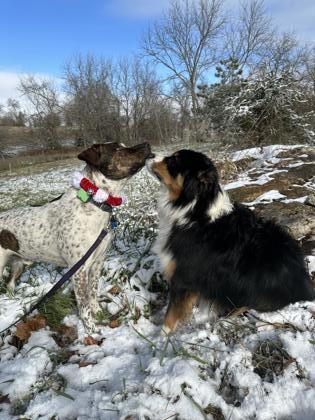 Kellan, an adoptable Mixed Breed in Kansas City, MO, 64129 | Photo Image 2