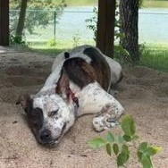 Kellan, an adoptable Mixed Breed in Kansas City, MO, 64129 | Photo Image 3