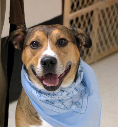 Rocco, an adoptable Shepherd, Mixed Breed in Anderson, IN, 46011 | Photo Image 1