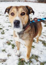 Rocco, an adoptable Shepherd, Mixed Breed in Anderson, IN, 46011 | Photo Image 2