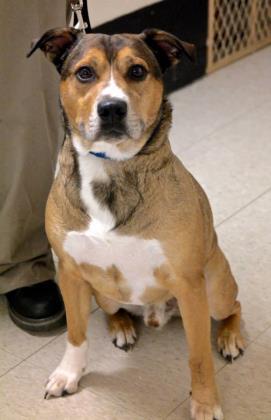 Rocco, an adoptable Shepherd, Mixed Breed in Anderson, IN, 46011 | Photo Image 3