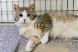 Pappy, Senior Male Domestic Short Hair