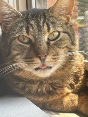 Clementine