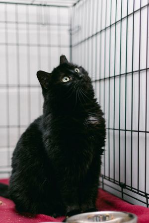Ebony, Adult Female unknown