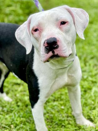 Ginger, an adoptable Pit Bull Terrier, Mixed Breed in Anderson, IN, 46011 | Photo Image 1