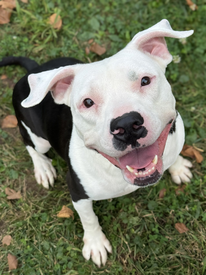 Ginger, an adoptable Pit Bull Terrier, Mixed Breed in Anderson, IN, 46011 | Photo Image 1