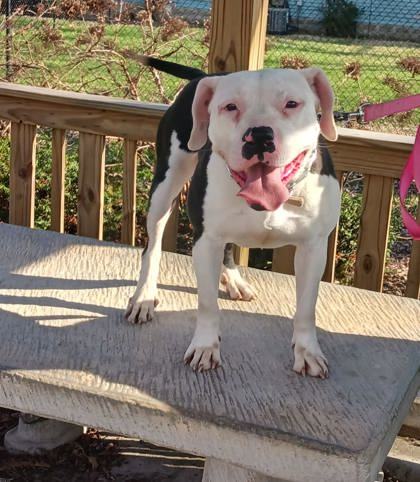 Ginger, an adoptable Pit Bull Terrier, Mixed Breed in Anderson, IN, 46011 | Photo Image 2