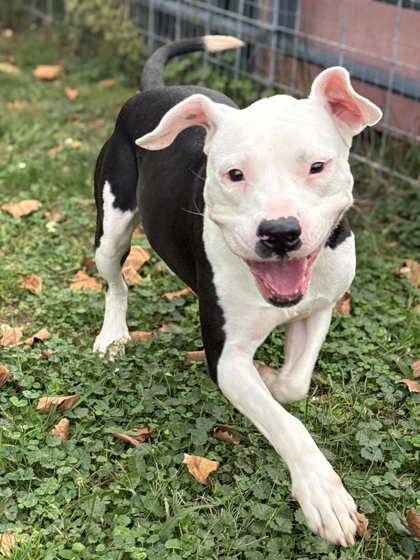 Ginger, an adoptable Pit Bull Terrier, Mixed Breed in Anderson, IN, 46011 | Photo Image 2