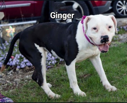 Ginger, an adoptable Pit Bull Terrier, Mixed Breed in Anderson, IN, 46011 | Photo Image 3