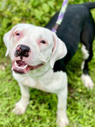 Ginger, an adoptable Pit Bull Terrier, Mixed Breed in Anderson, IN, 46011 | Photo Image 3