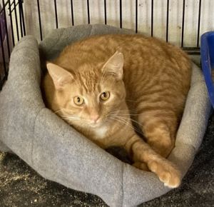 Swat, Adult Male Domestic Short Hair