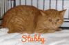 Stubby photo 2