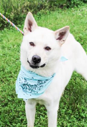 Scout, an adoptable Shepherd, Husky in Anderson, IN, 46011 | Photo Image 1