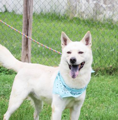 Scout, an adoptable Shepherd, Husky in Anderson, IN, 46011 | Photo Image 2