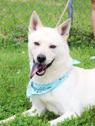 Scout, an adoptable Shepherd, Husky in Anderson, IN, 46011 | Photo Image 3