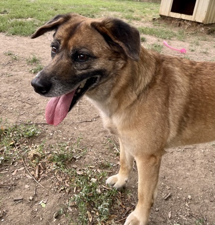 Mario, an adoptable Shepherd, Mixed Breed in Anderson, IN, 46011 | Photo Image 1