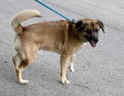 Mario, an adoptable Shepherd, Mixed Breed in Anderson, IN, 46011 | Photo Image 2