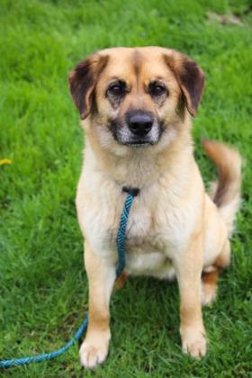 Mario, an adoptable Shepherd, Mixed Breed in Anderson, IN, 46011 | Photo Image 3