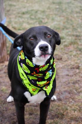 DJ, an adoptable Labrador Retriever, Mixed Breed in Anderson, IN, 46011 | Photo Image 1