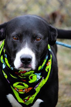 DJ, an adoptable Labrador Retriever, Mixed Breed in Anderson, IN, 46011 | Photo Image 2