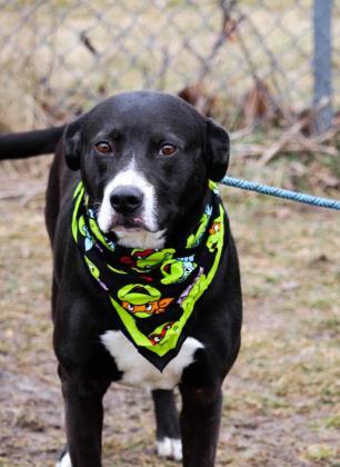 DJ, an adoptable Labrador Retriever, Mixed Breed in Anderson, IN, 46011 | Photo Image 3