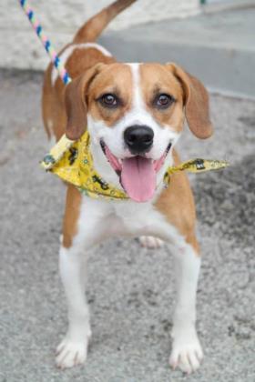 Blake, an adoptable Beagle, Hound in Anderson, IN, 46011 | Photo Image 1