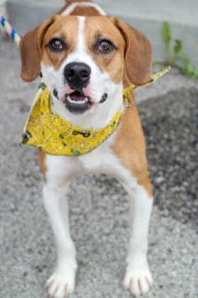 Blake, an adoptable Beagle, Hound in Anderson, IN, 46011 | Photo Image 2