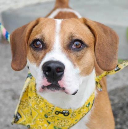 Blake, an adoptable Beagle, Hound in Anderson, IN, 46011 | Photo Image 3