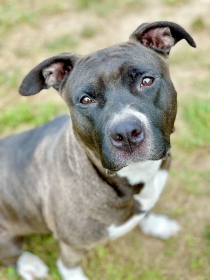 Nova, an adoptable Pit Bull Terrier, Mixed Breed in Anderson, IN, 46011 | Photo Image 1