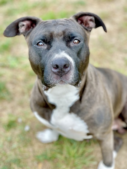 Nova, an adoptable Pit Bull Terrier, Mixed Breed in Anderson, IN, 46011 | Photo Image 2