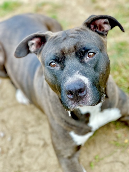 Nova, an adoptable Pit Bull Terrier, Mixed Breed in Anderson, IN, 46011 | Photo Image 3