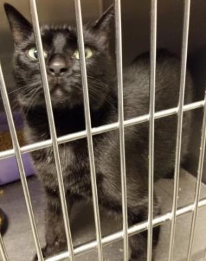Sasha, Adult Female Domestic Short Hair