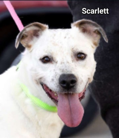 Scarlett, an adoptable Cattle Dog, Terrier in Anderson, IN, 46011 | Photo Image 1