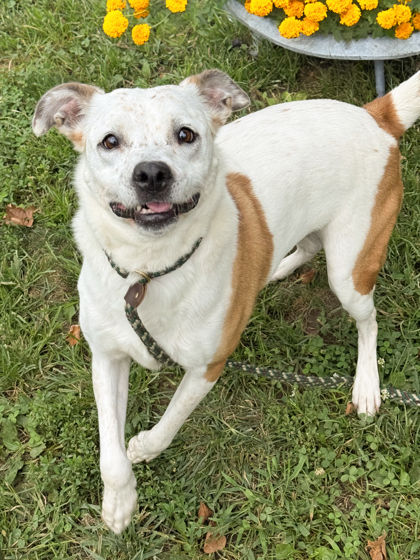 Scarlett, an adoptable Cattle Dog, Terrier in Anderson, IN, 46011 | Photo Image 1