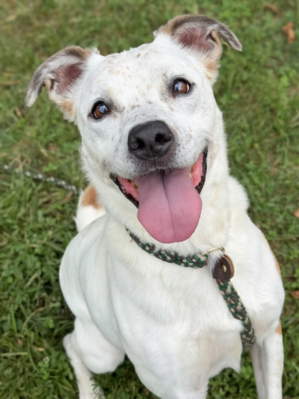 Scarlett, an adoptable Cattle Dog, Terrier in Anderson, IN, 46011 | Photo Image 1