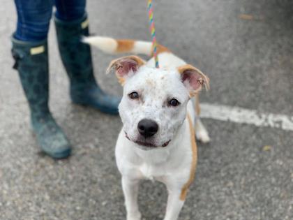 Scarlett, an adoptable Cattle Dog, Terrier in Anderson, IN, 46011 | Photo Image 2