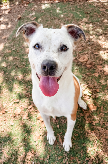Scarlett, an adoptable Cattle Dog, Terrier in Anderson, IN, 46011 | Photo Image 2