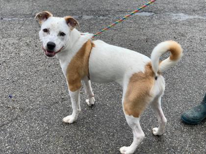 Scarlett, an adoptable Cattle Dog, Terrier in Anderson, IN, 46011 | Photo Image 3