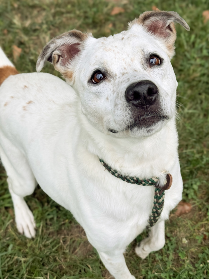 Scarlett, an adoptable Cattle Dog, Terrier in Anderson, IN, 46011 | Photo Image 3