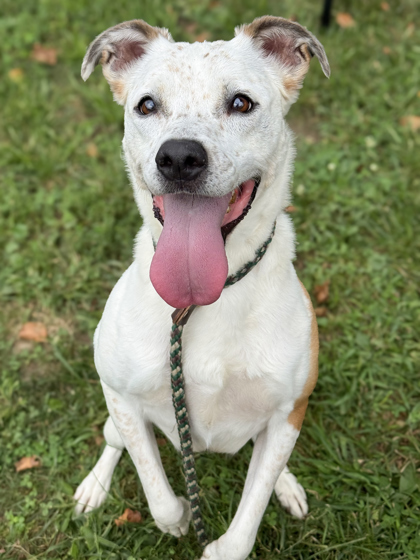 Scarlett, an adoptable Cattle Dog, Terrier in Anderson, IN, 46011 | Photo Image 3